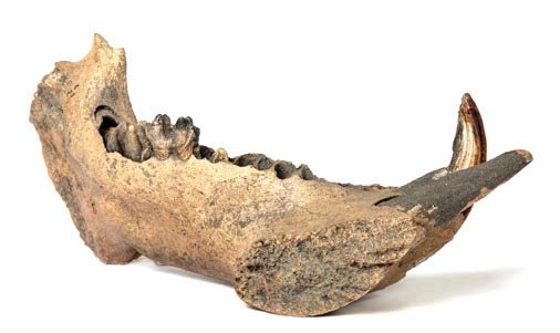 Left lower jaw fragment of a female hippo
